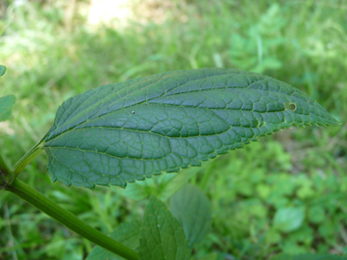 Feuilles opposées décussées aux nervures nettement visibles; de forme lancéolée, elles sont aigues à leur sommet. Agrandir dans une nouvelle fenêtre (ou onglet)